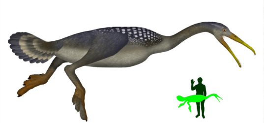 【ヘスペロルニスのまとめ!】生息地や名前の由来等について! 恐竜と古生物の博物館